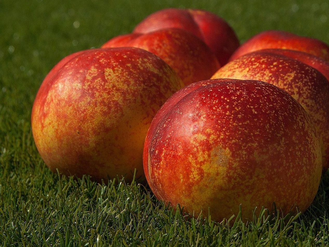 Obstbar täglich